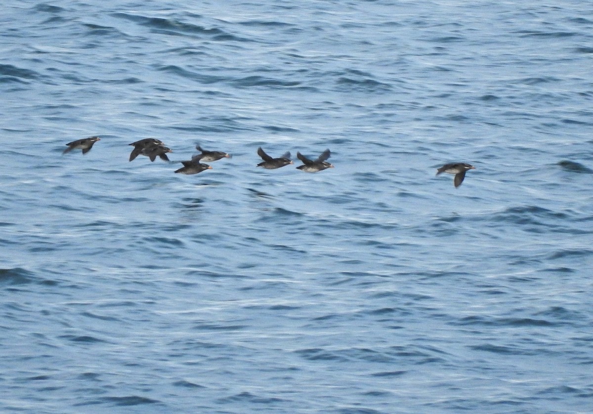 Rhinoceros Auklet - ML620606874