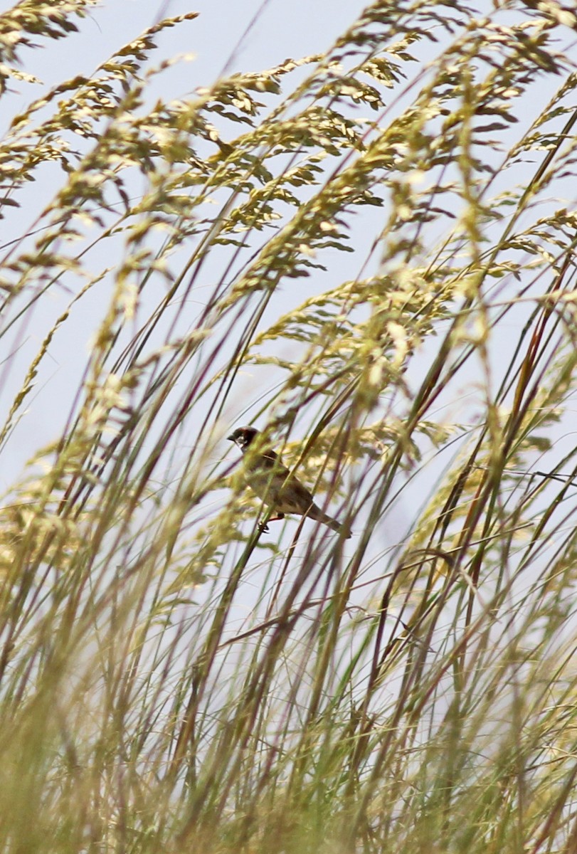 Moineau domestique - ML620606876