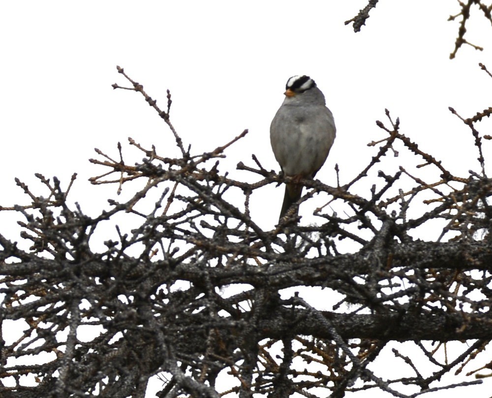 White-crowned Sparrow (Gambel's) - ML620606877