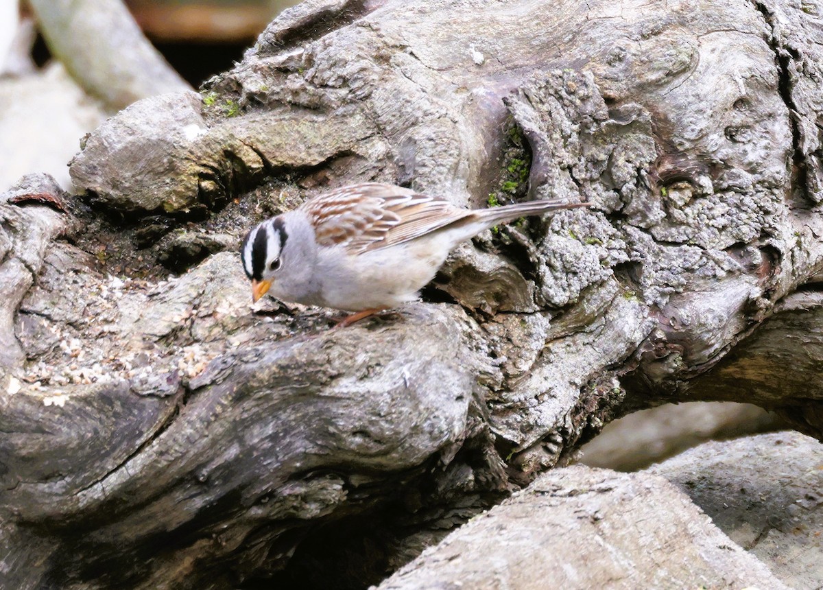 White-crowned Sparrow - ML620606878