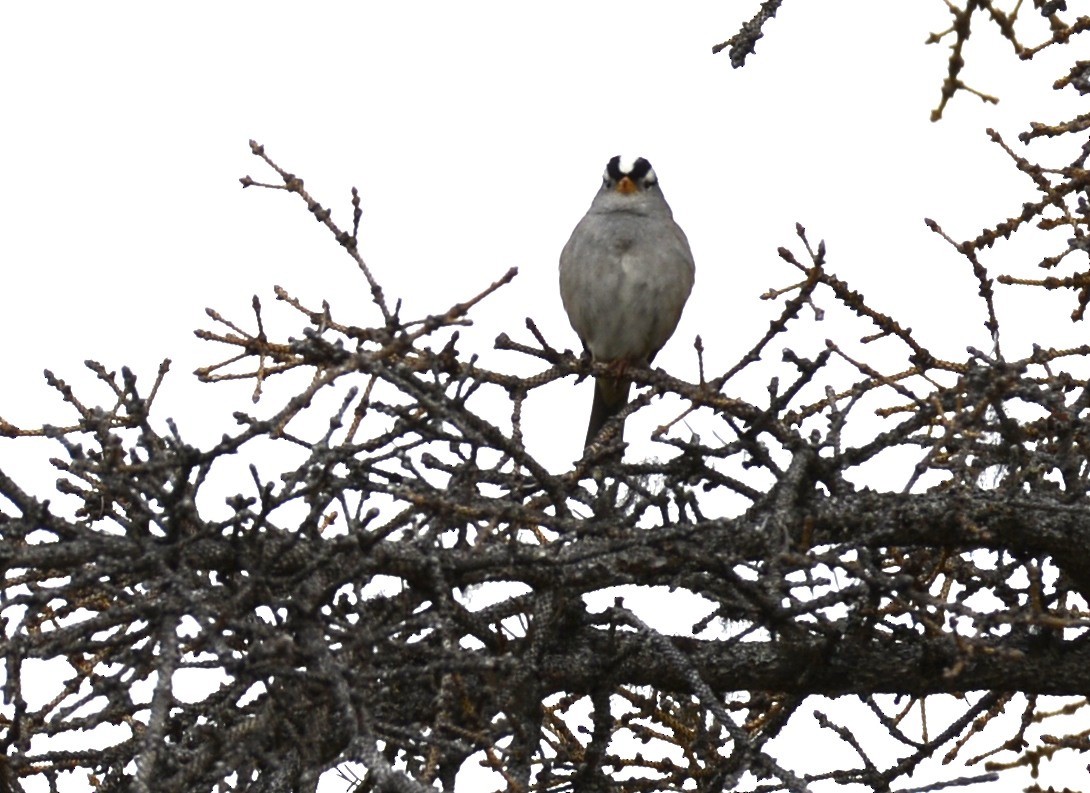 Bruant à couronne blanche (gambelii) - ML620606887