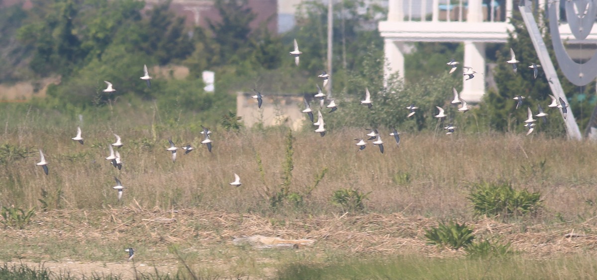 Semipalmated Sandpiper - Jennifer Allison