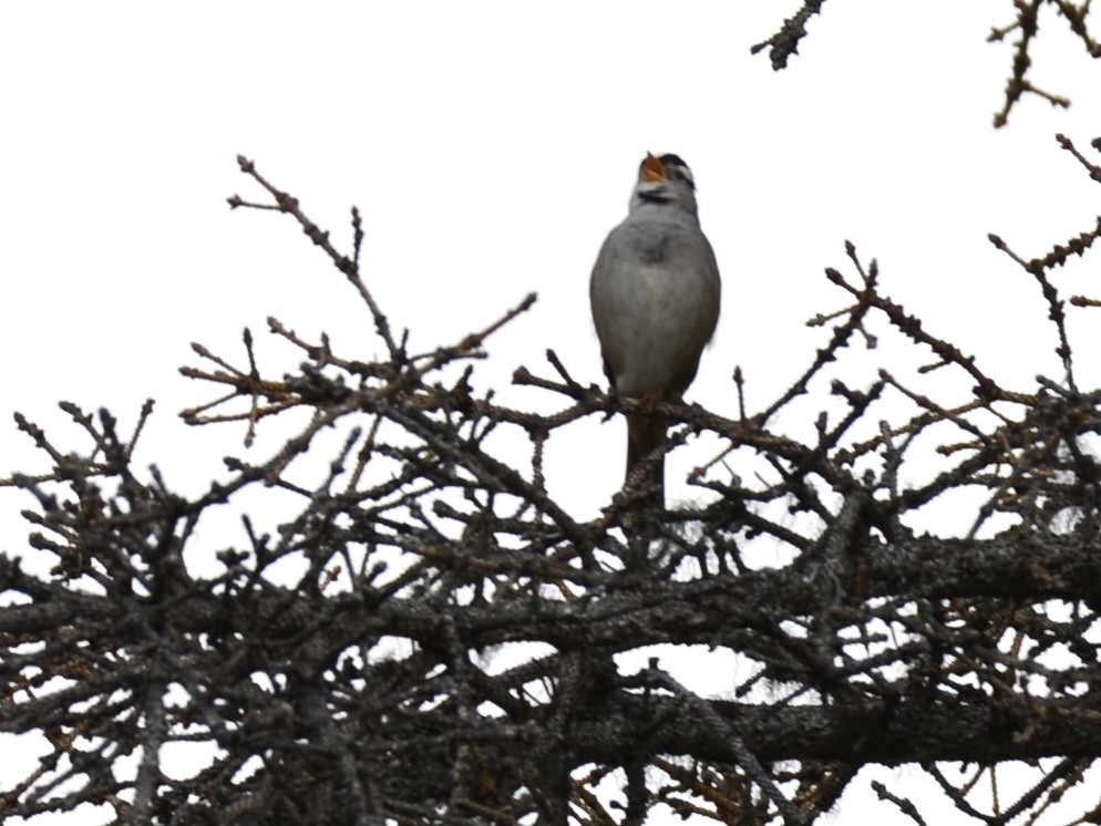 White-crowned Sparrow (Gambel's) - ML620606894