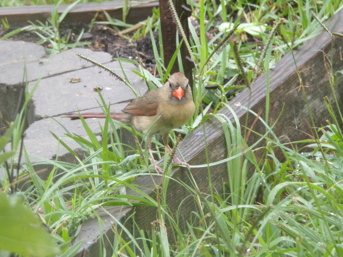 Northern Cardinal - ML620606900