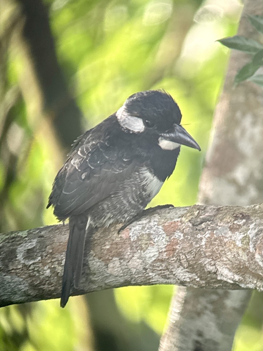 Black-breasted Puffbird - ML620606904