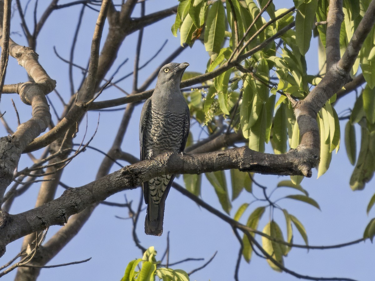 Bar-bellied Cuckooshrike (Philippine) - ML620606908