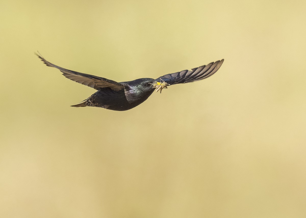 European Starling - ML620606912