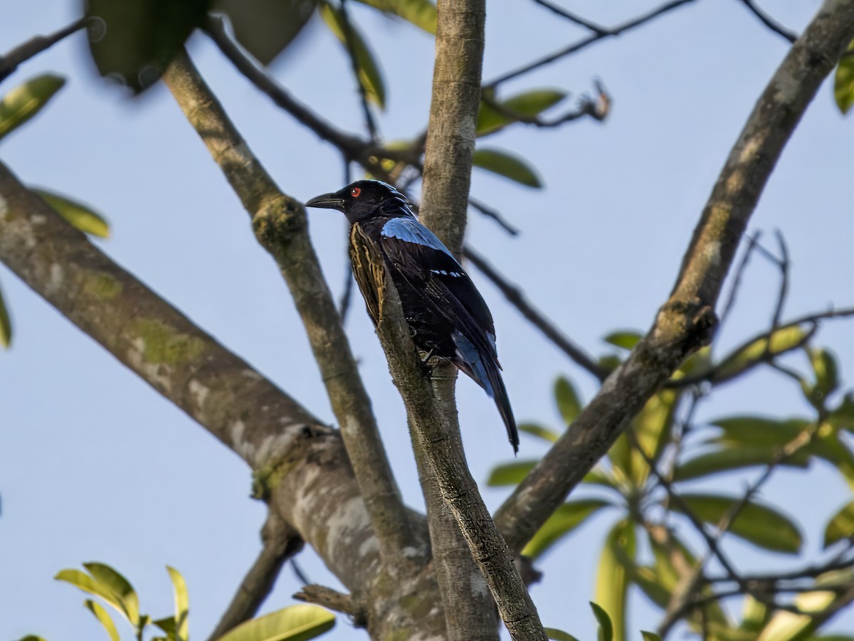 Palawan Fairy-bluebird - Manolo Arribas