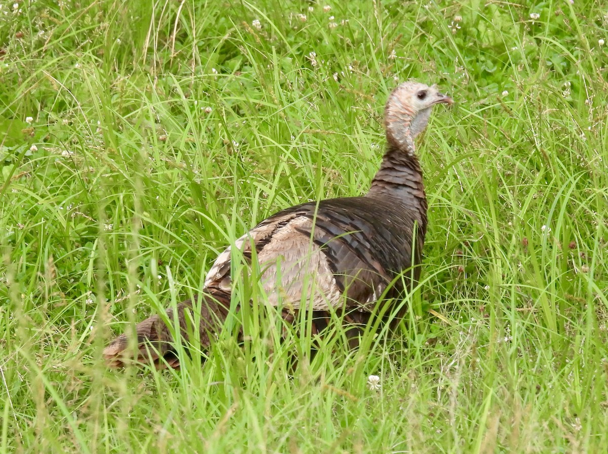 Wild Turkey - ML620606917