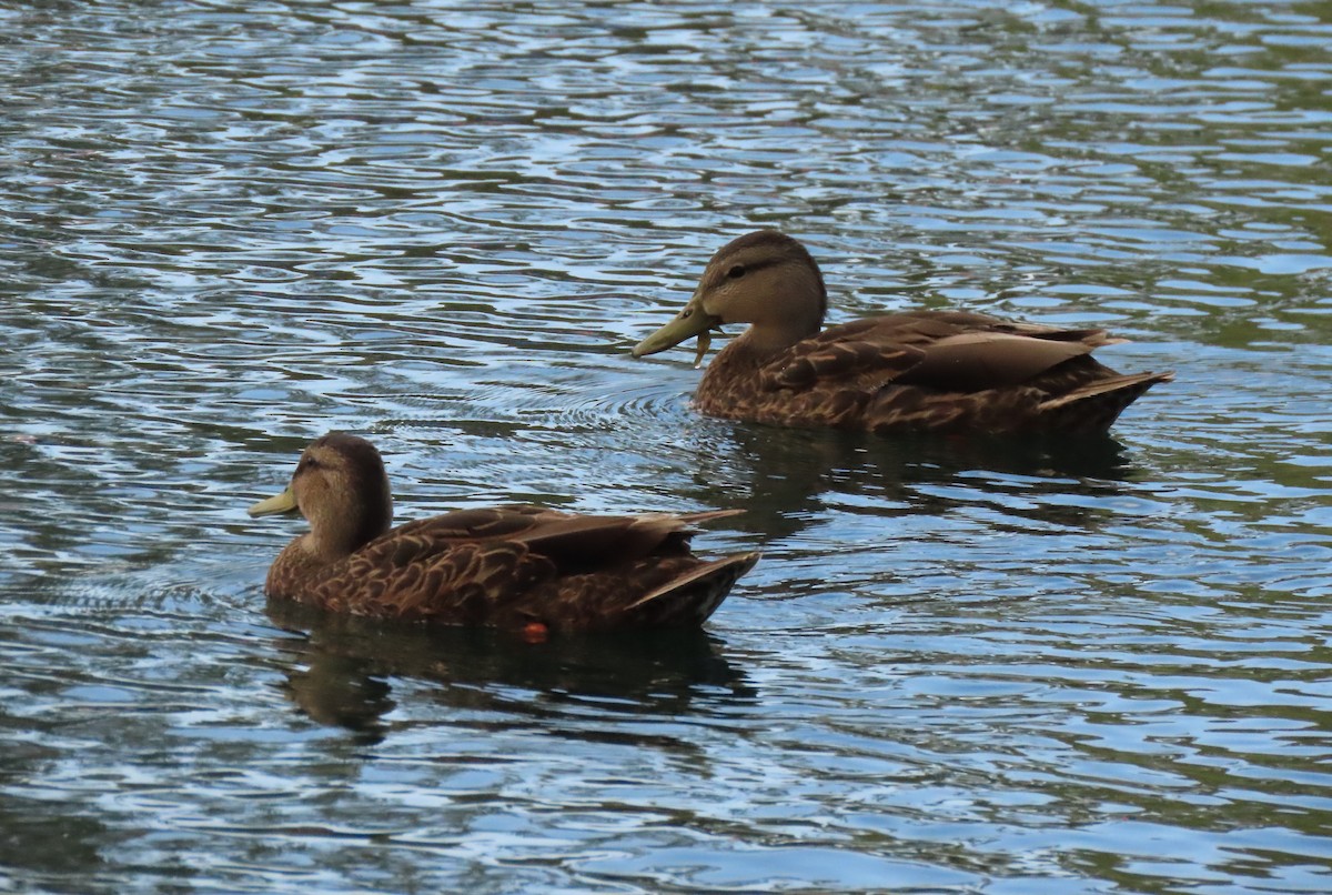 Canard du Mexique - ML620606920