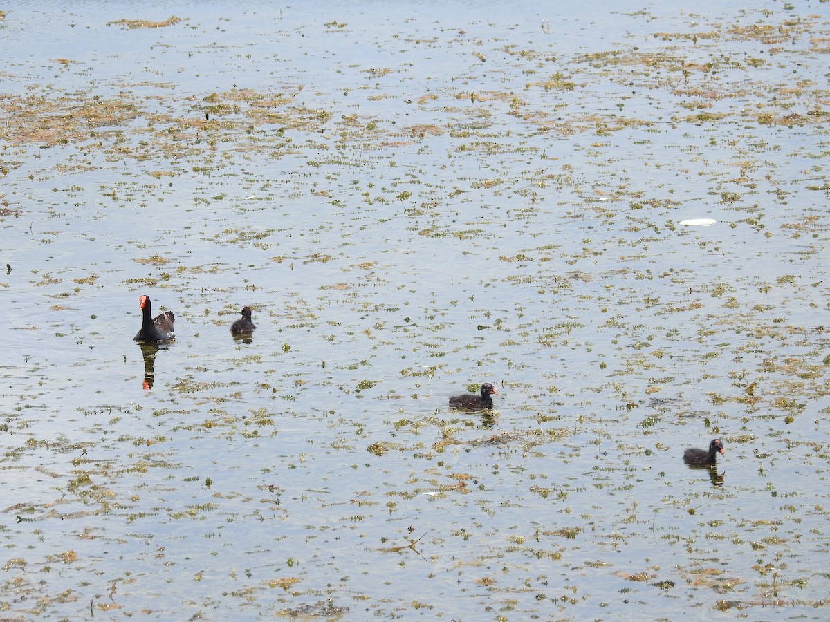 Gallinule d'Amérique - ML620606923