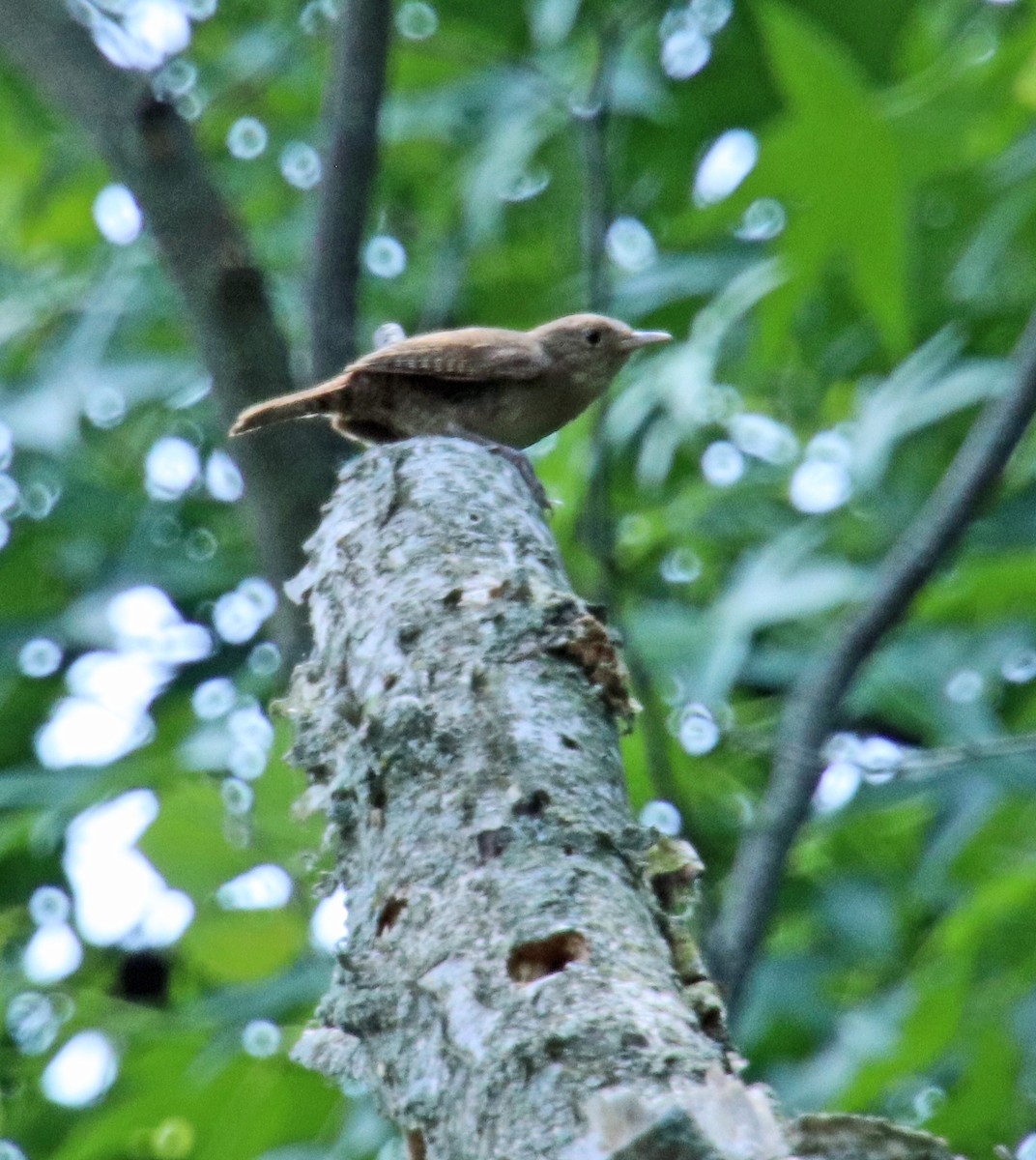 House Wren - ML620606928