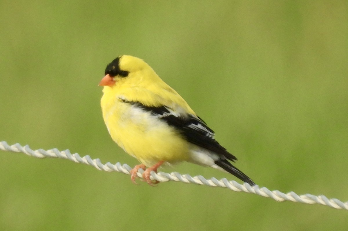 American Goldfinch - ML620606929