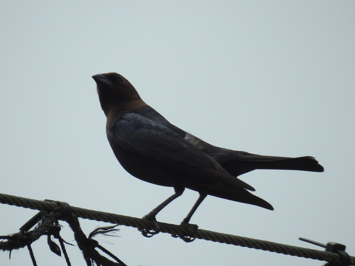 Brown-headed Cowbird - ML620606930