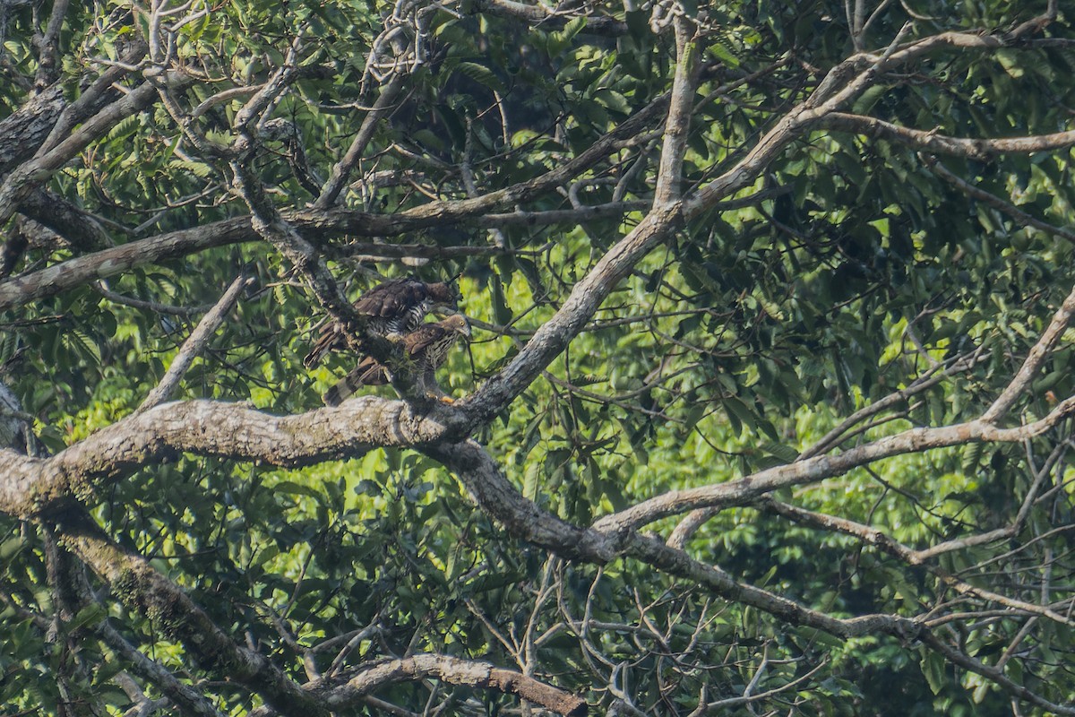 Wallace's Hawk-Eagle - Wich’yanan Limparungpatthanakij