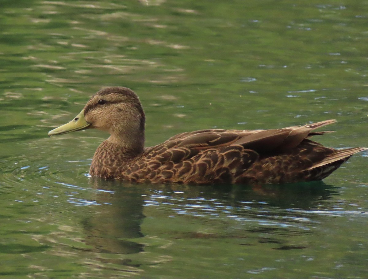 Mexican Duck - ML620606938