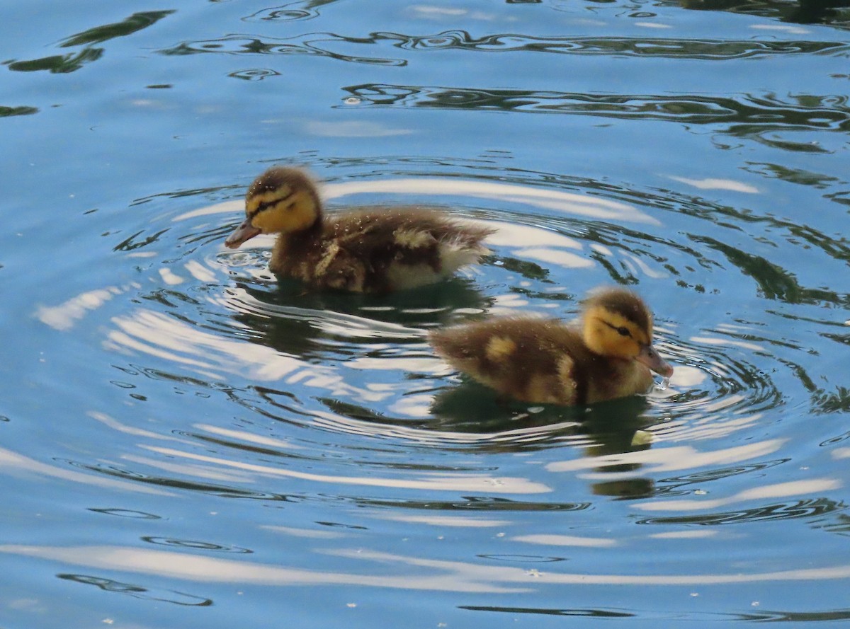 Canard colvert ou C. du Mexique - ML620606943