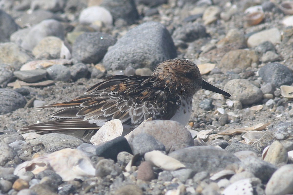 Sanderling - ML620606945