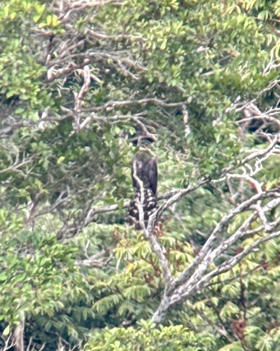 Collared Forest-Falcon - ML620606948