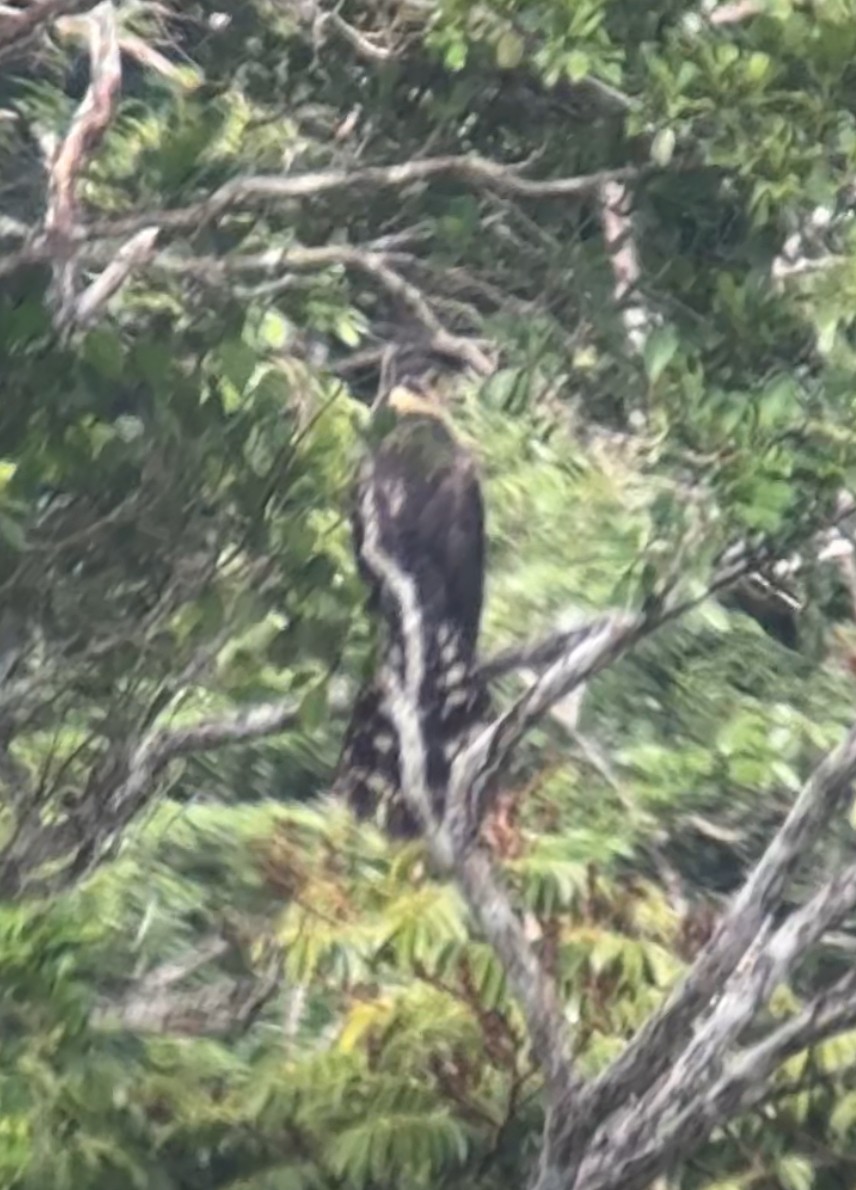 Collared Forest-Falcon - ML620606949