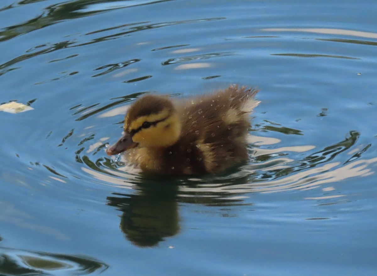 Mallard/Mexican Duck - ML620606950