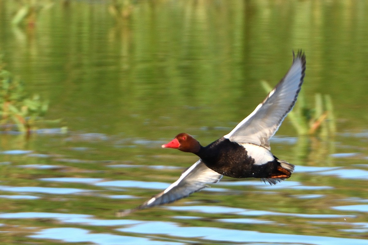 Red-crested Pochard - ML620606951