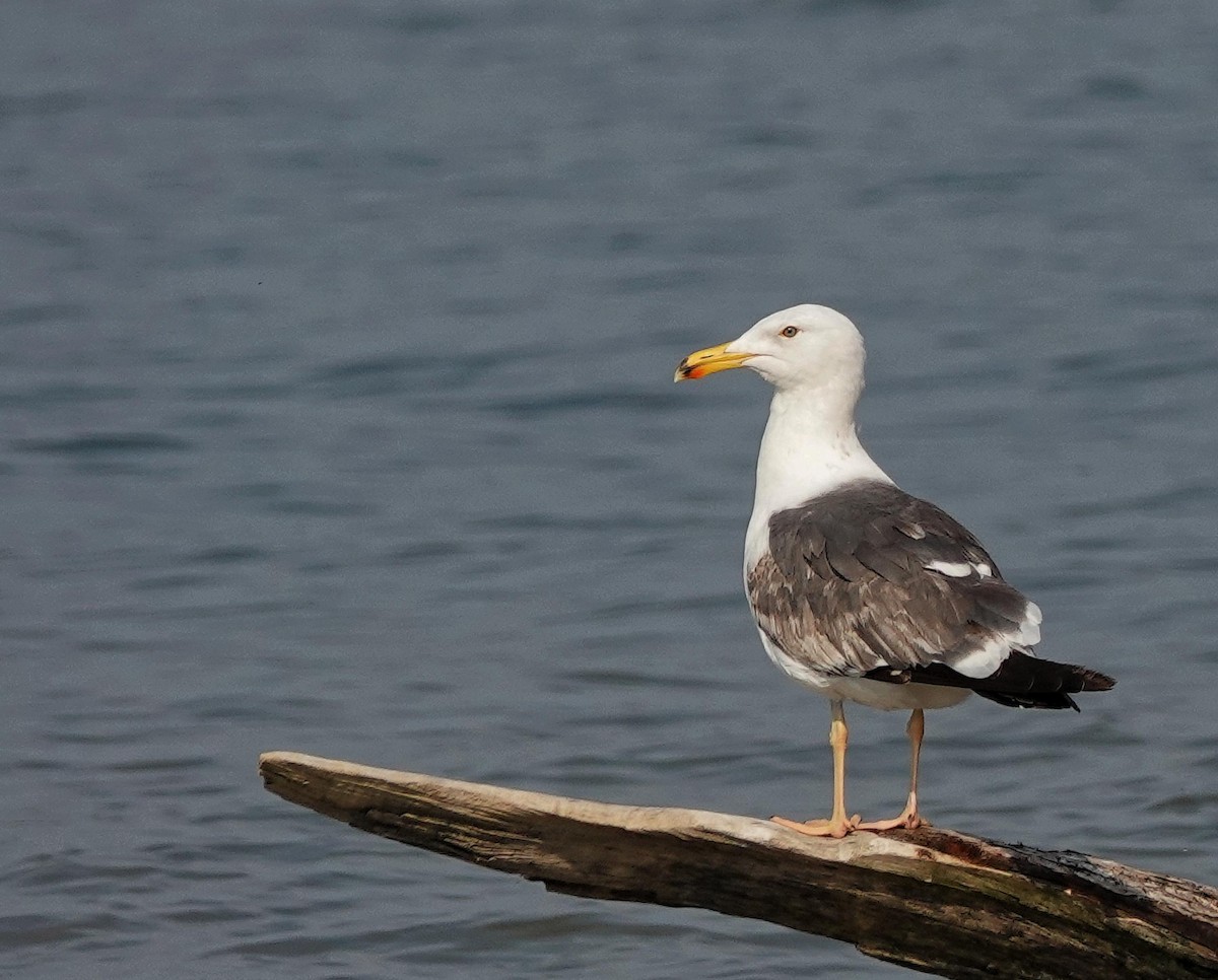 Lesser Black-backed Gull - ML620606956