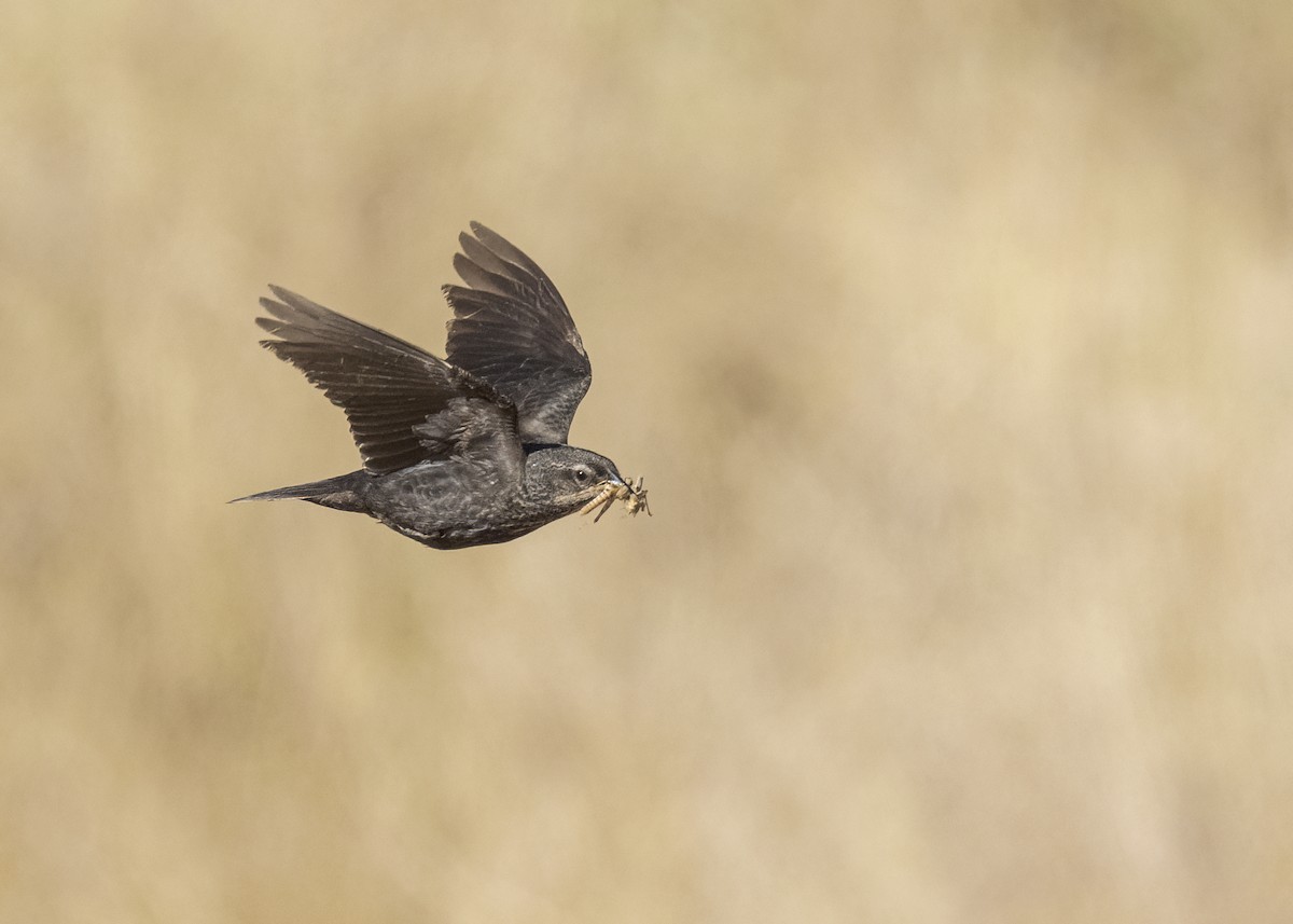 Tricolored Blackbird - ML620606959