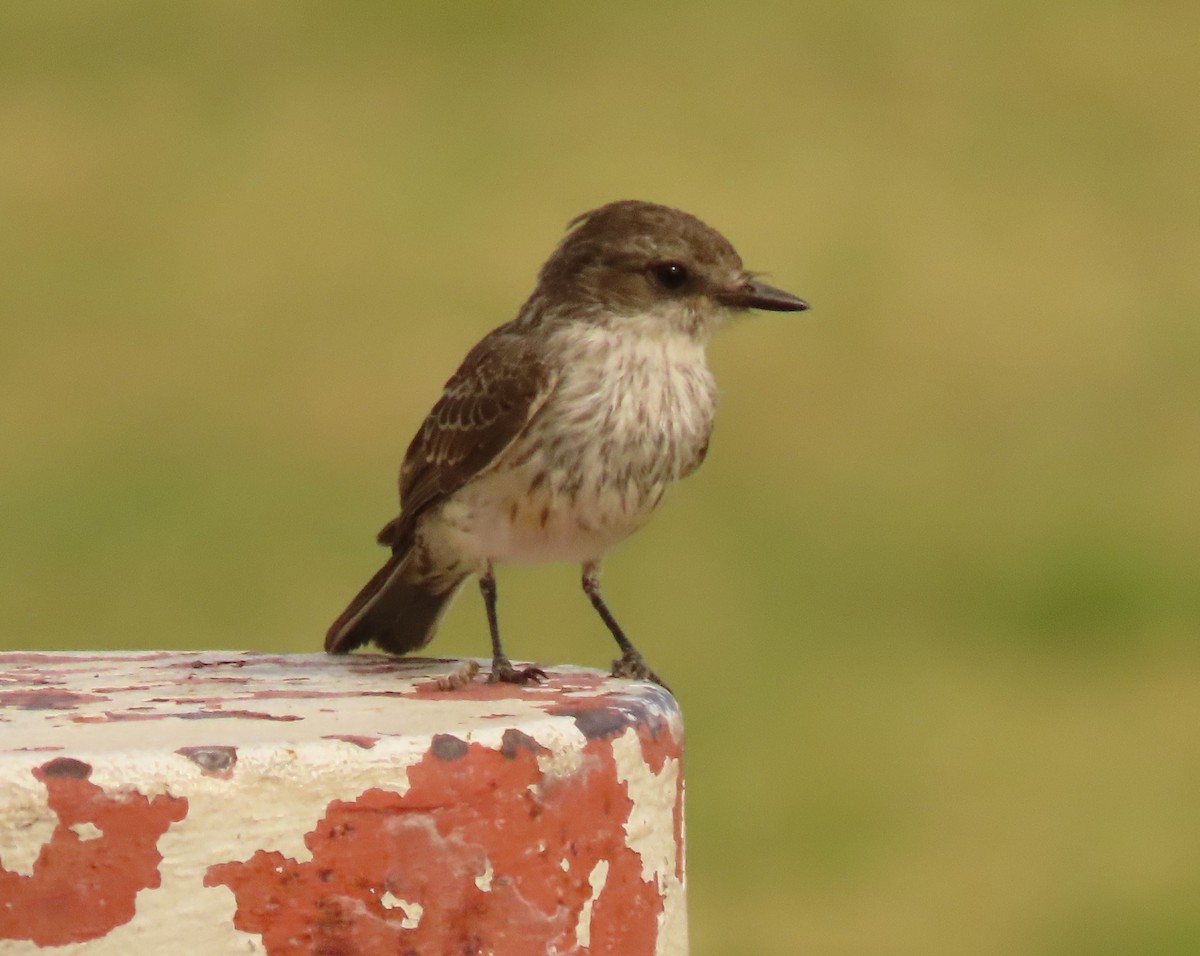 Vermilion Flycatcher - ML620606964