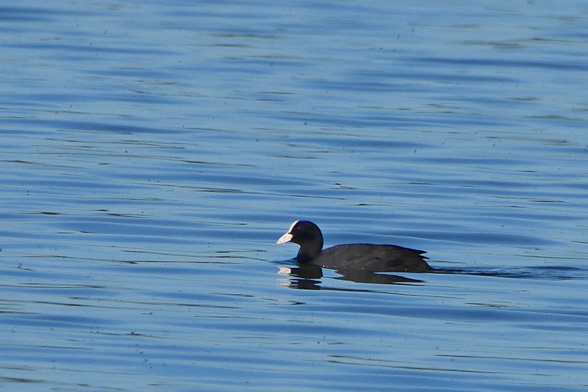 Eurasian Coot - ML620606967