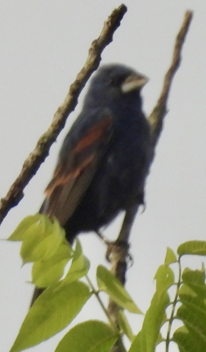 Blue Grosbeak - ML620606973