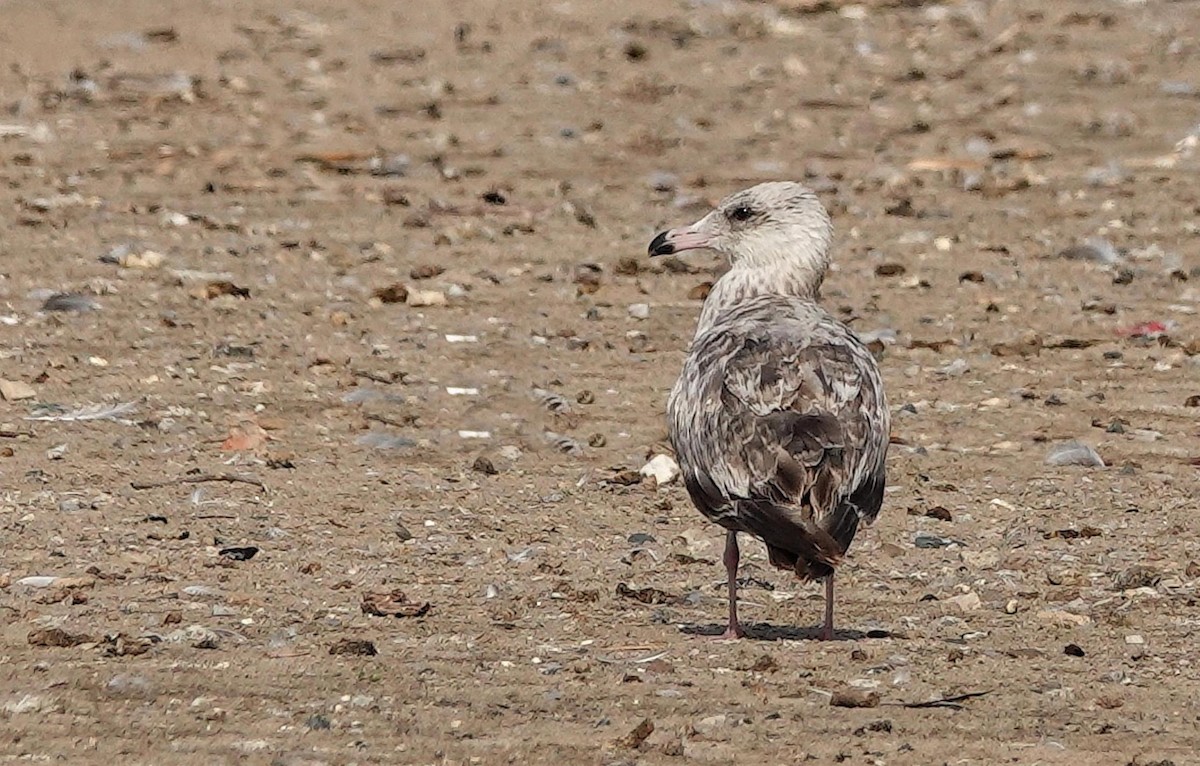 Herring Gull - ML620606975