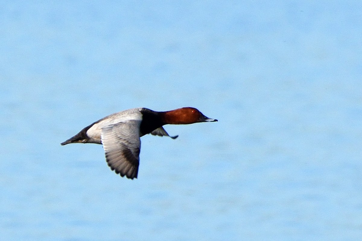 Common Pochard - ML620606976