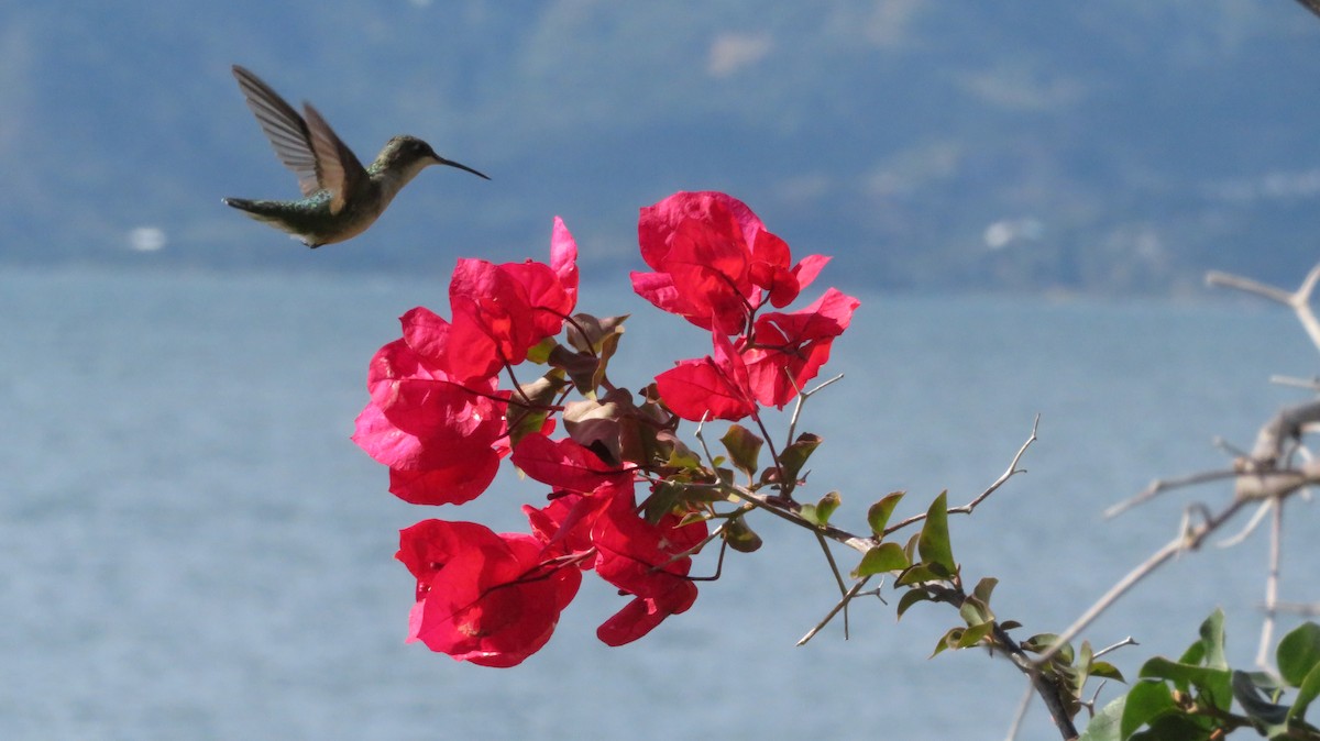 Ruby-throated Hummingbird - ML620606977