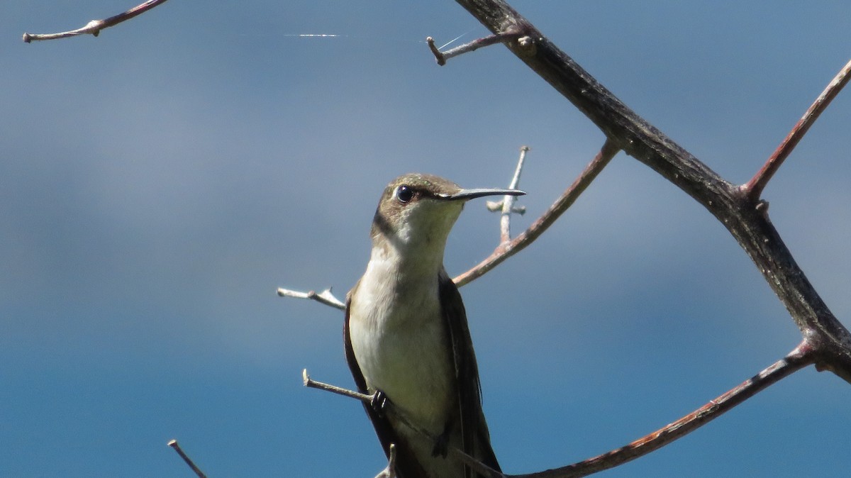 Ruby-throated Hummingbird - ML620606978