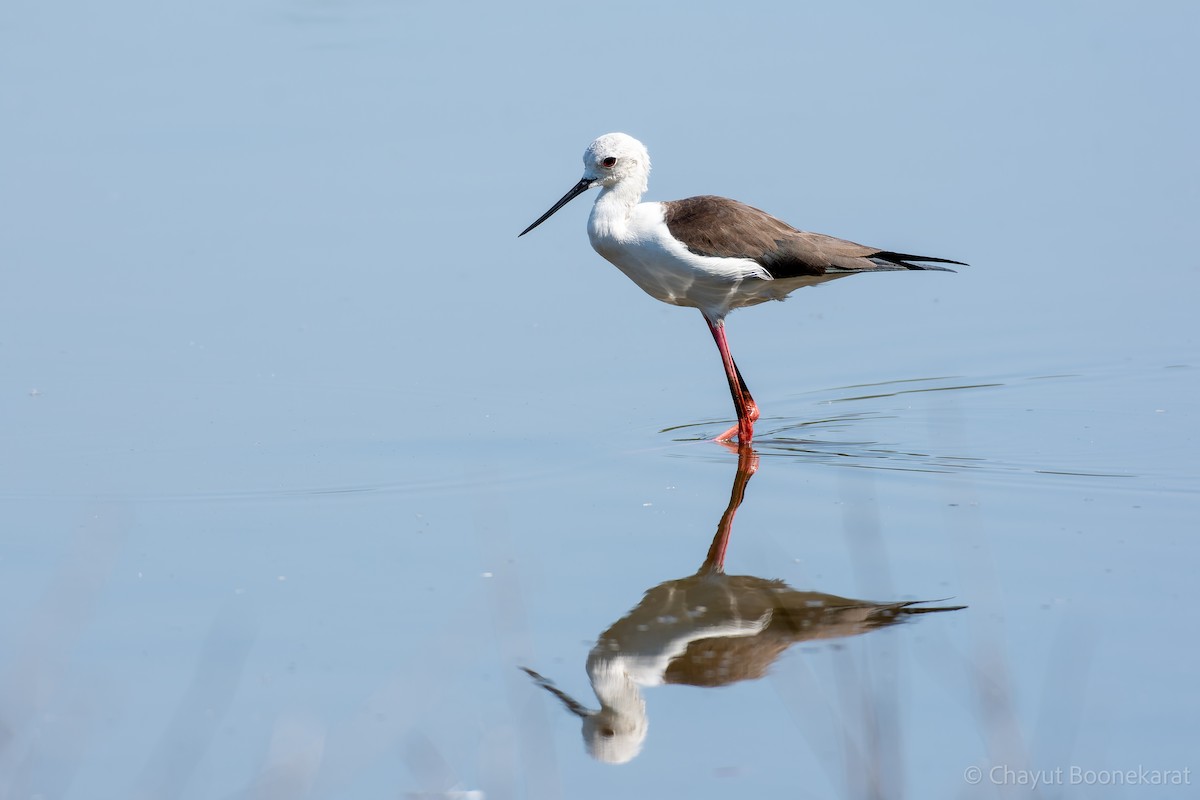 Black-winged Stilt - ML620606980