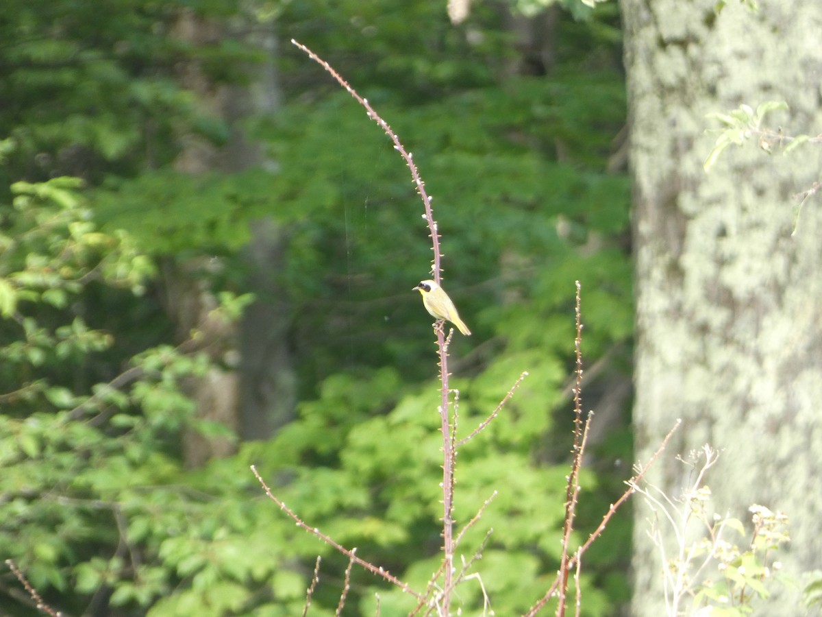 Common Yellowthroat - ML620606981