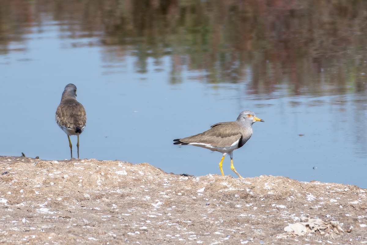 Gray-headed Lapwing - ML620606984