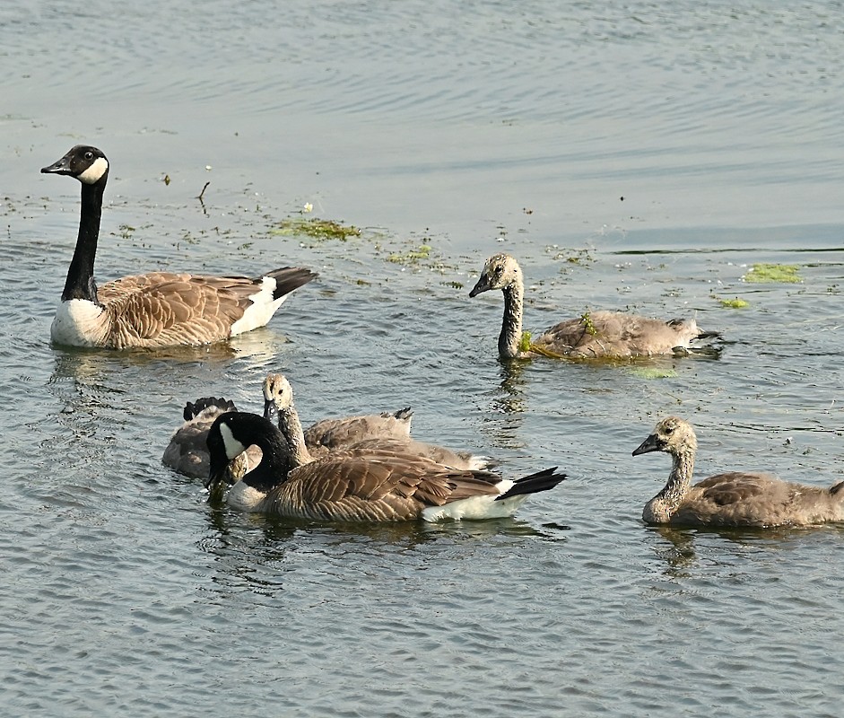 Canada Goose - ML620606985