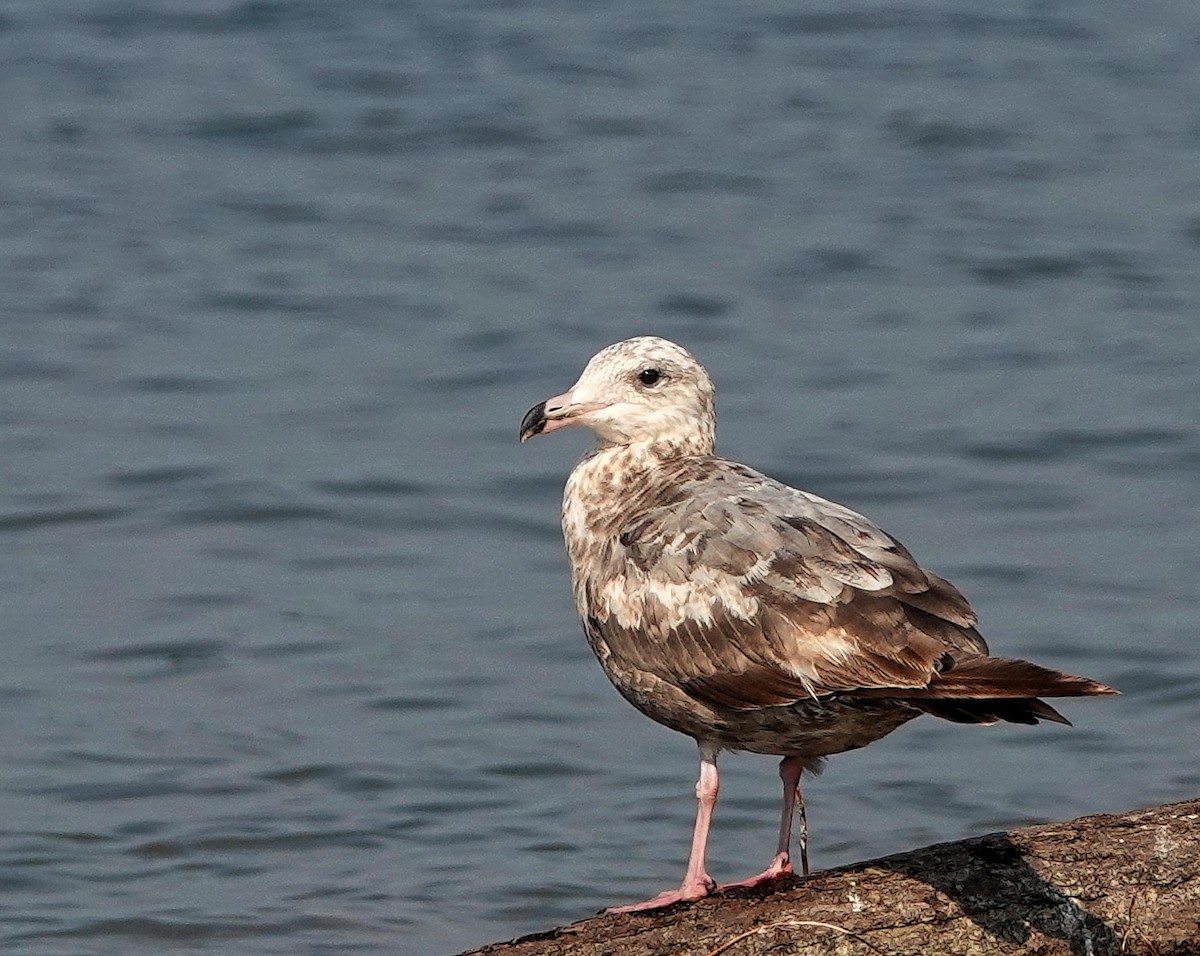 Herring Gull - Mike Burkoski