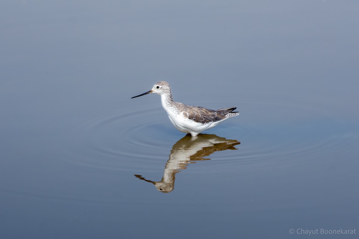 Marsh Sandpiper - ML620606991