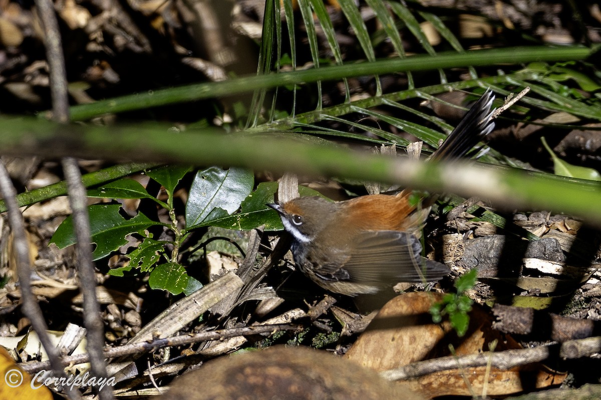 Australian Rufous Fantail - ML620606994