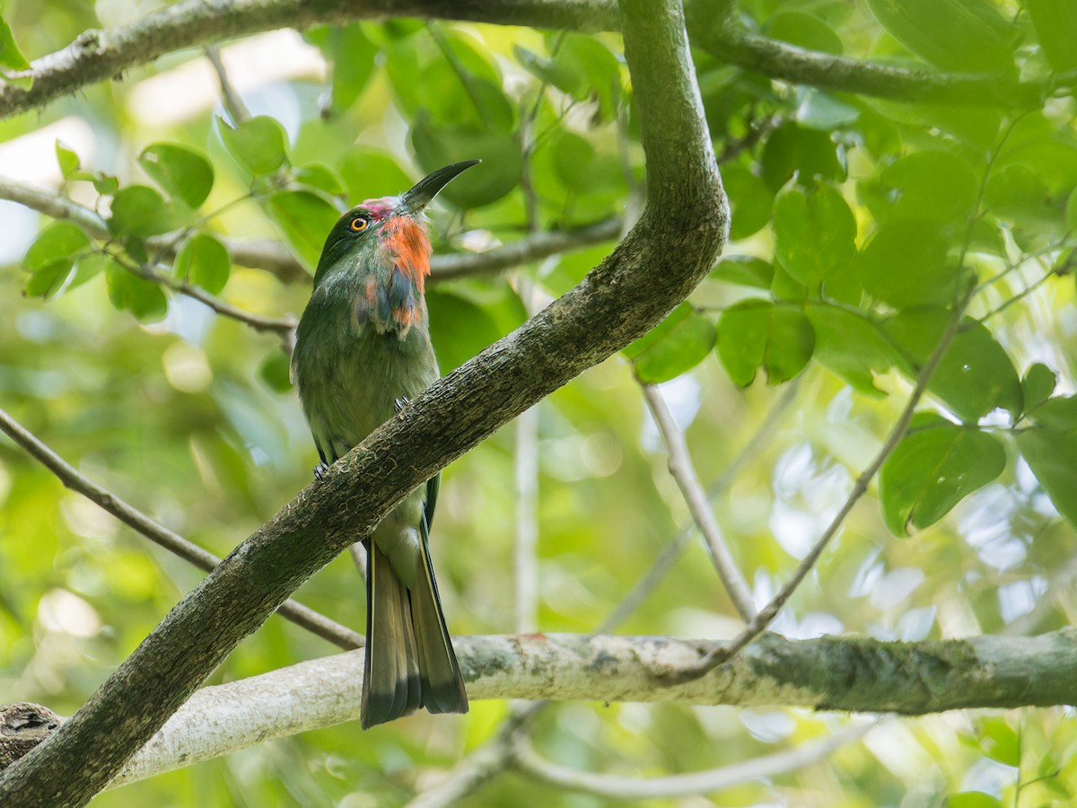 Red-bearded Bee-eater - ML620606997