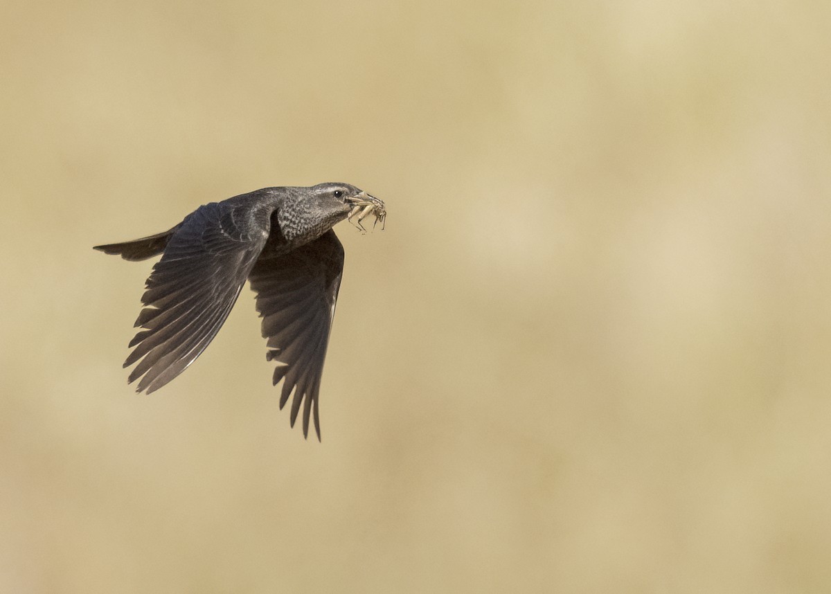 Tricolored Blackbird - ML620606998