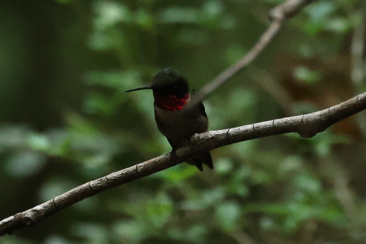 Colibri à gorge rubis - ML620606999