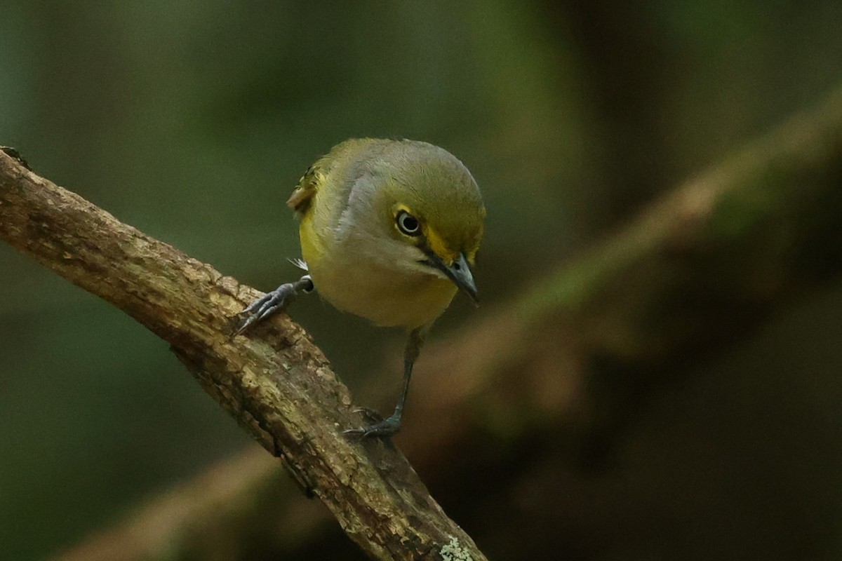 hvitøyevireo - ML620607003