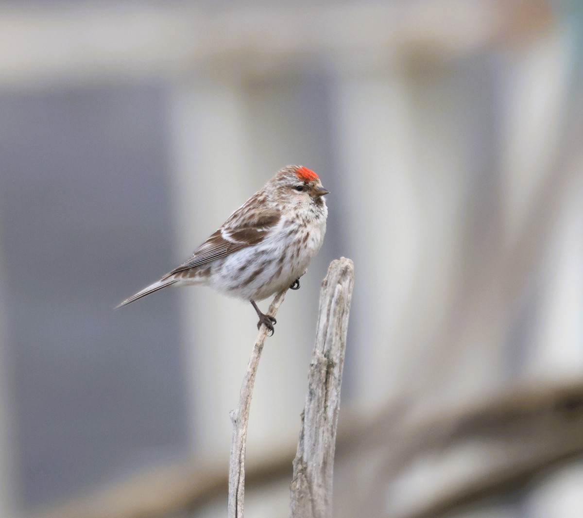 Common Redpoll - ML620607005