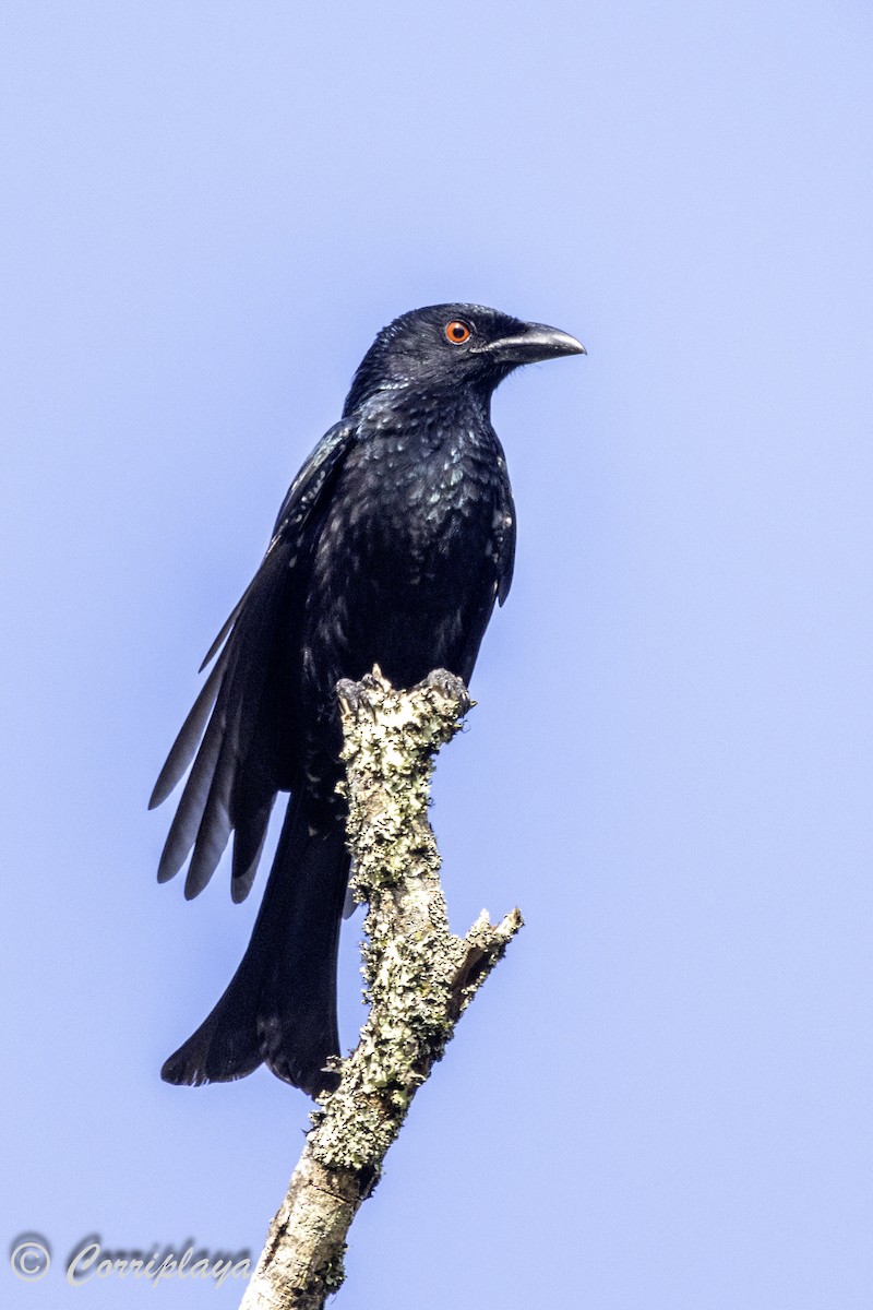 Yıldızlı Drongo - ML620607006