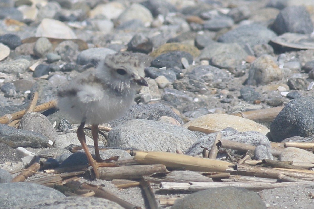 Piping Plover - Jennifer Allison