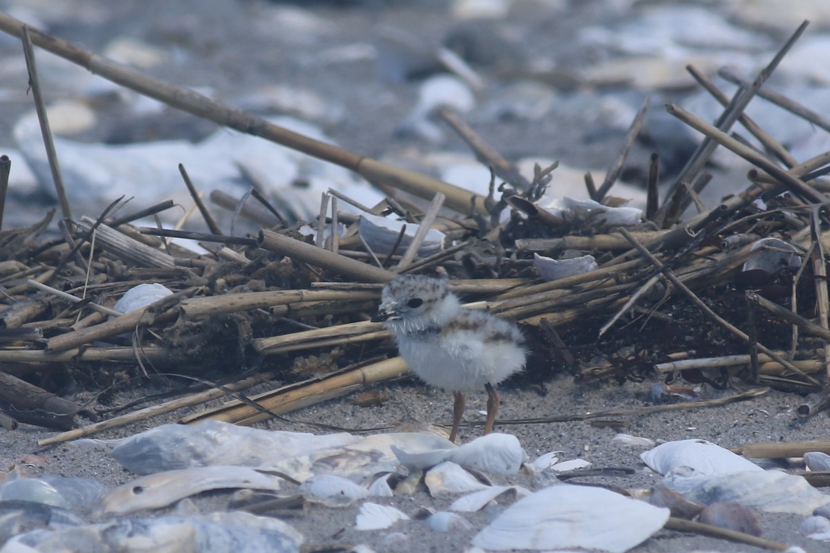 Piping Plover - Jennifer Allison